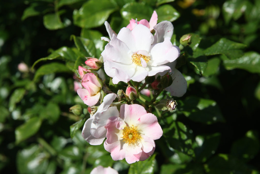 růže Smart Meidiland