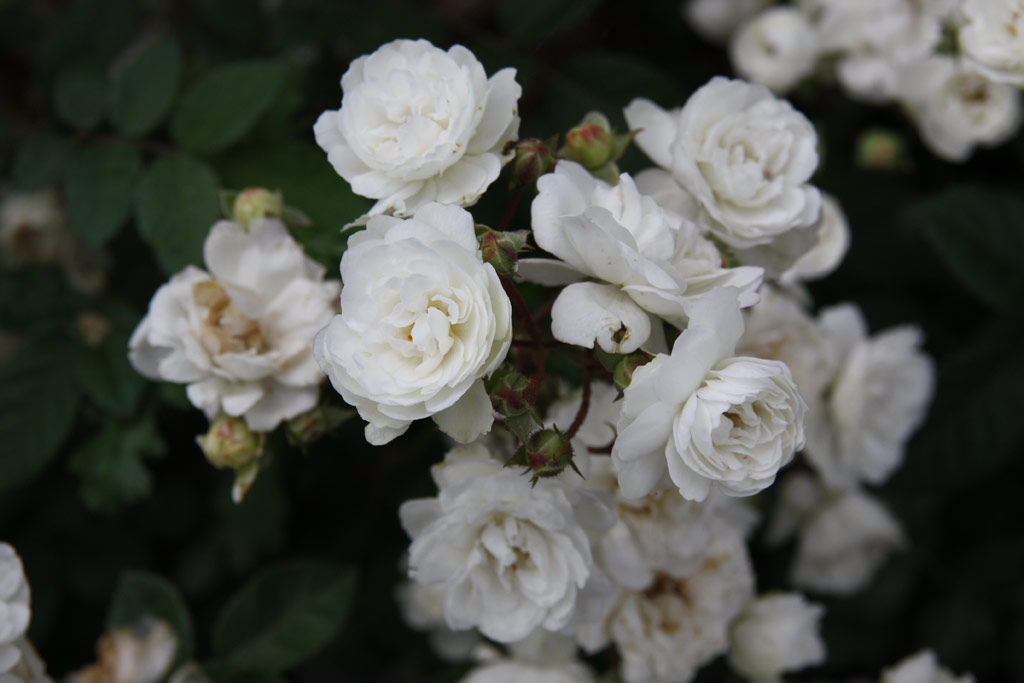 růže Sn?hurka (Bhm)