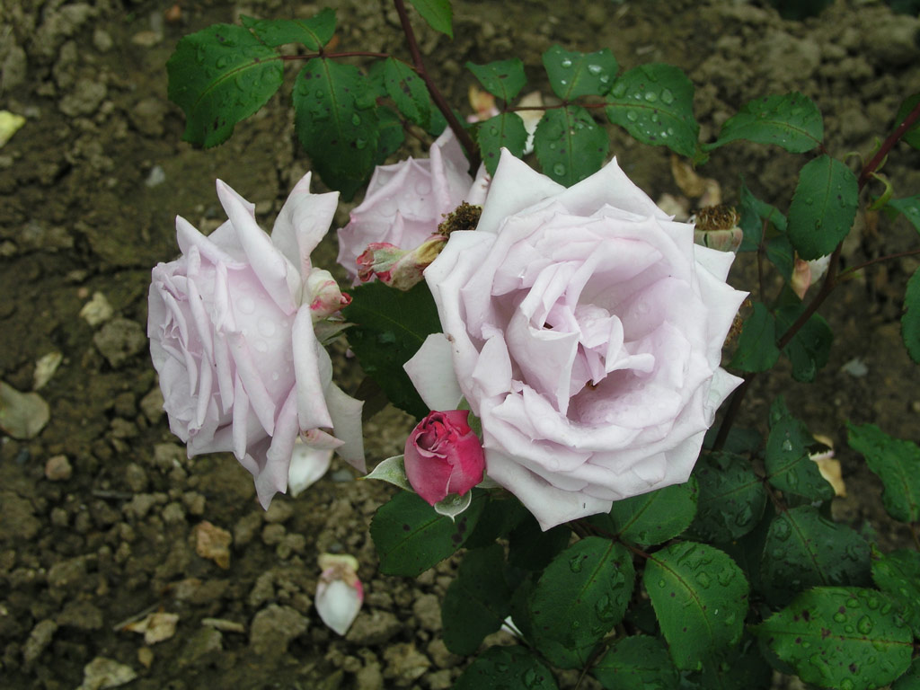 růže Soir dAutomne