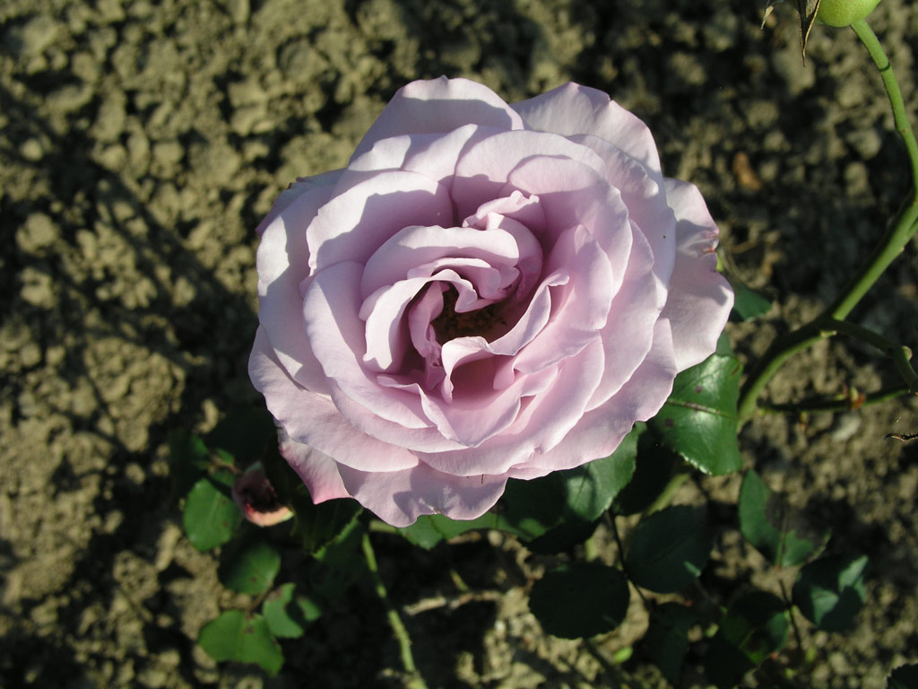 růže Soir dAutomne