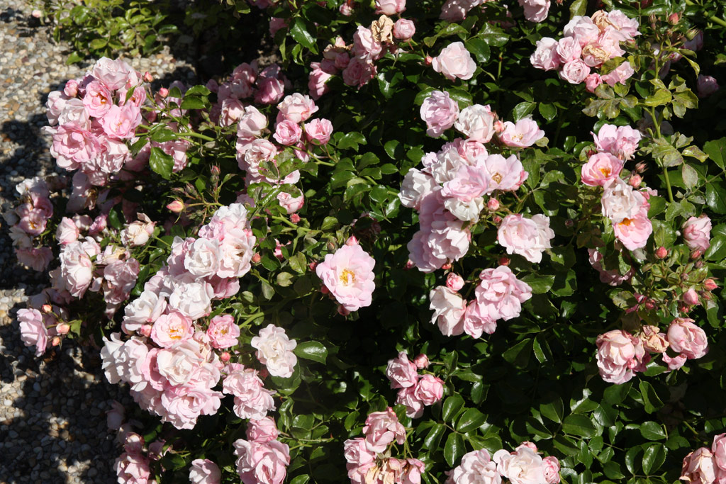 růže Sommermelodie