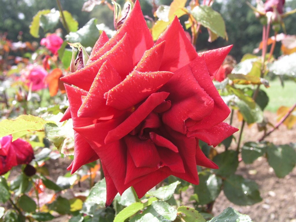 růže Sonja Horstmann