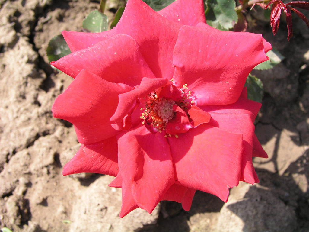 růže Sonja Horstmann