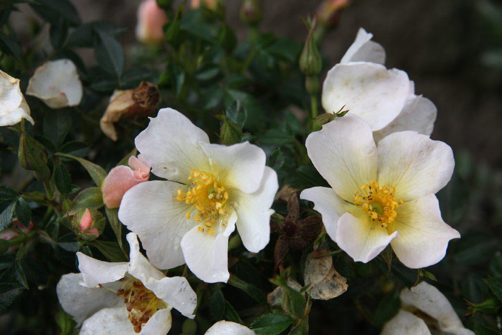 růže Sonnenrschen (Kordes 2005)