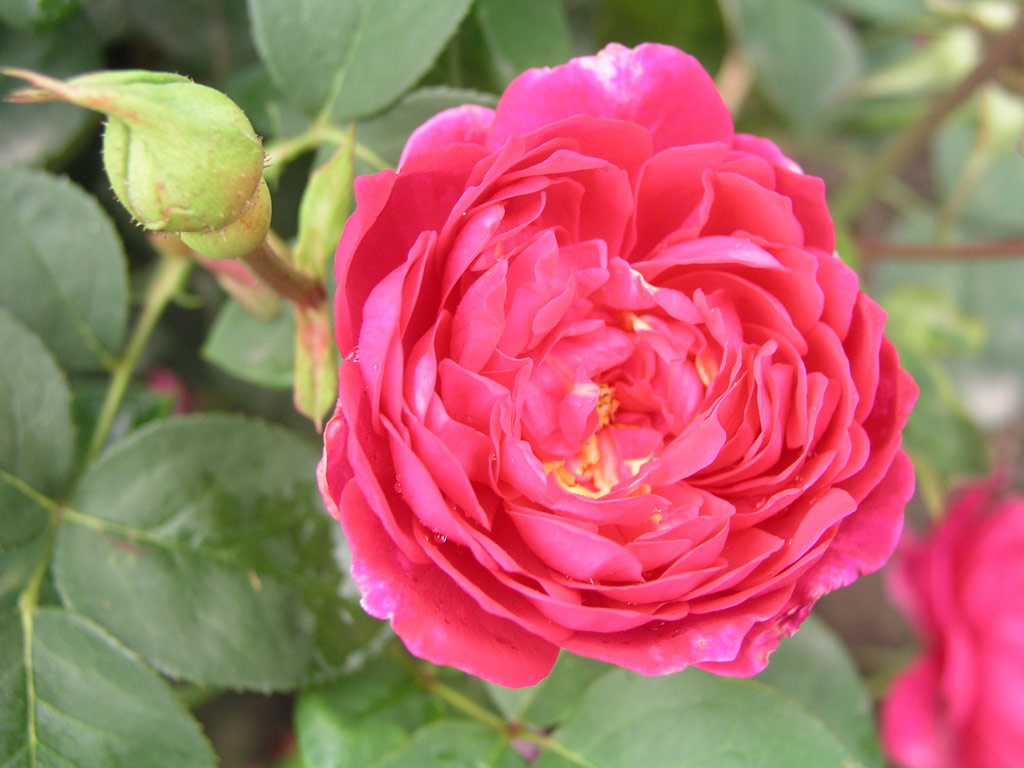 růže Sophys Rose