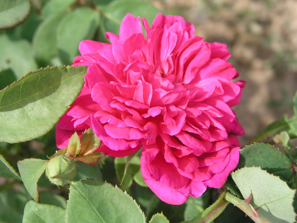 růže Sophys Rose
