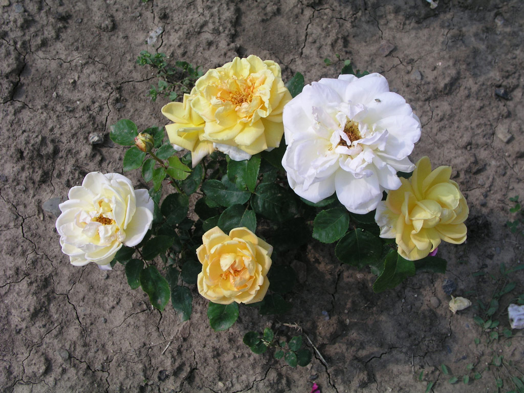 růže Souvenir de Claudius Pernet