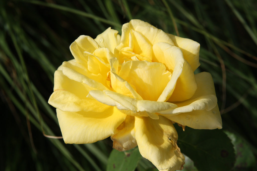 růže Souvenir de Claudius Pernet