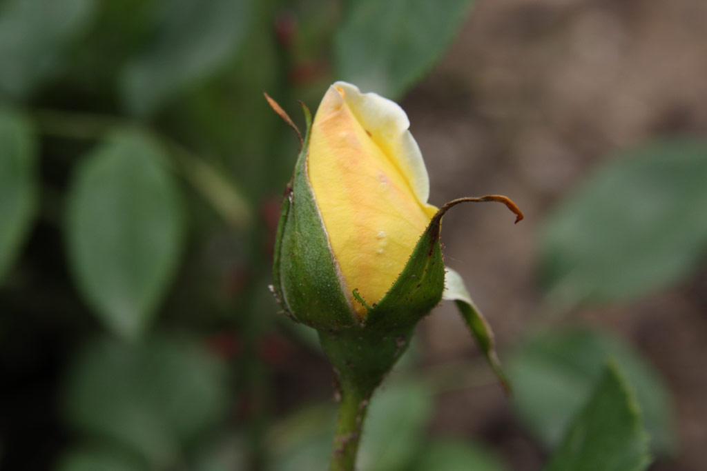 růže Souvenir de Claudius Pernet