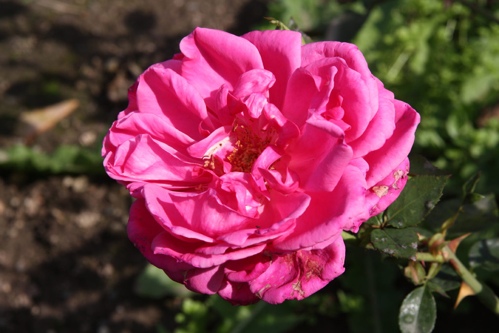 růže Souvenir de J. B. Weibel