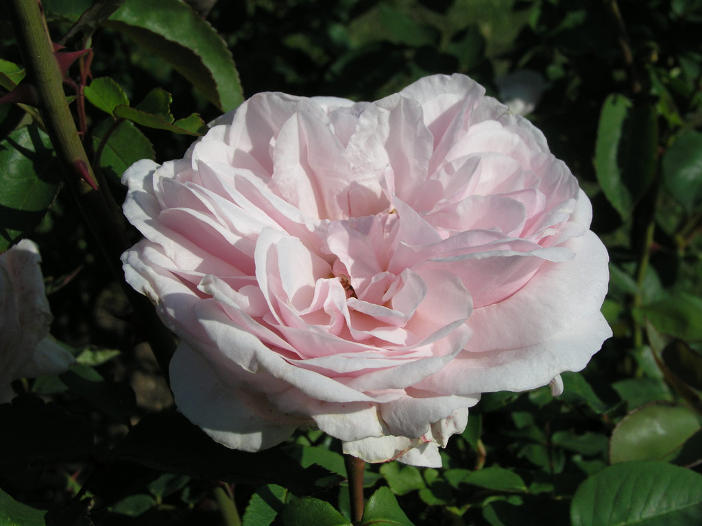 růže Souvenir de la Malmaison