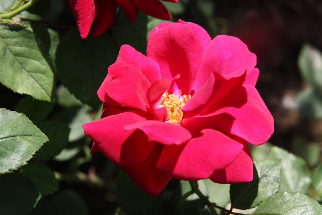 růže Souvenir de Threse Levet