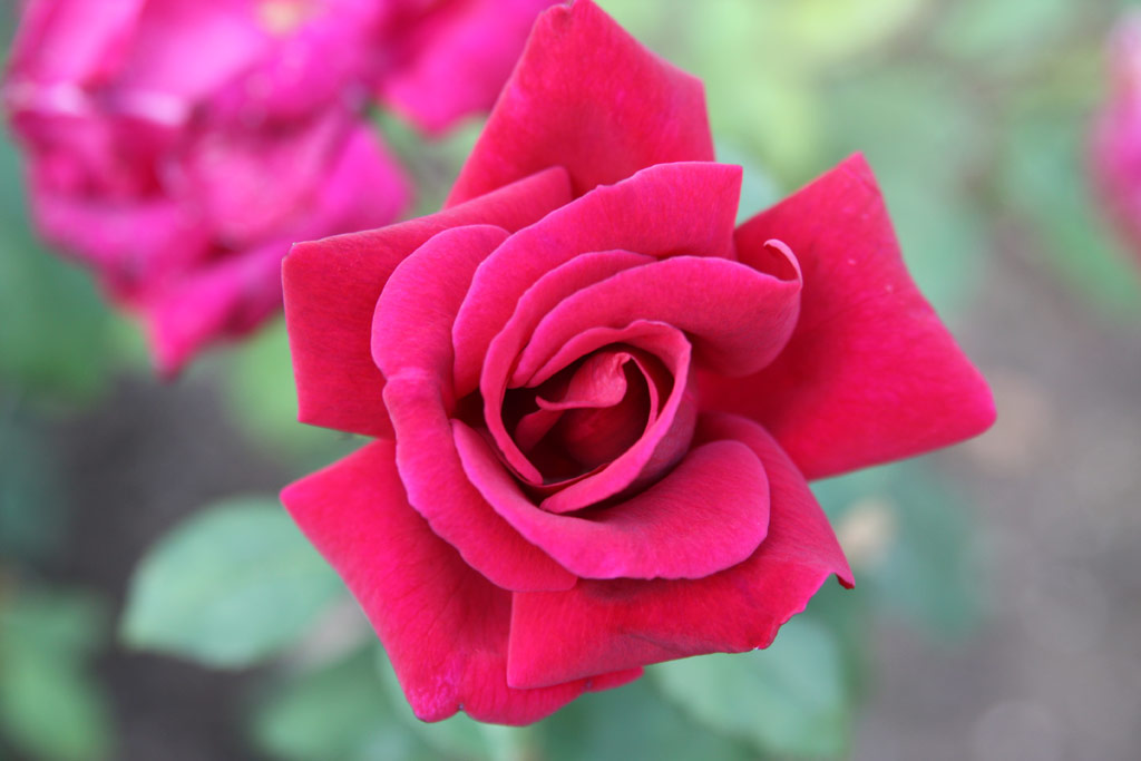 růže Souvenir de Threse Levet