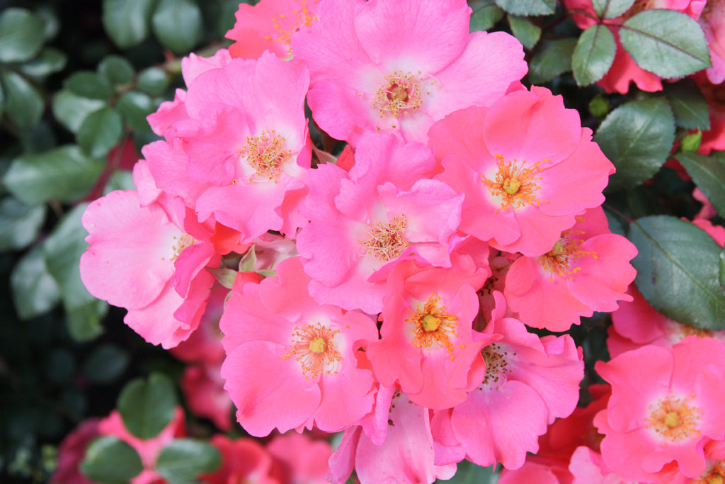 růže Stadt Hildesheim