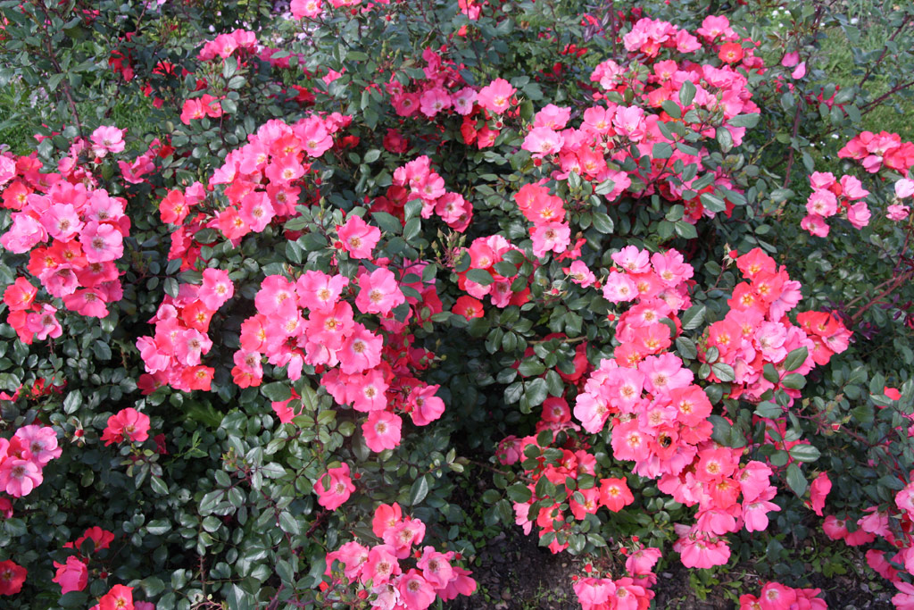 růže Stadt Hildesheim