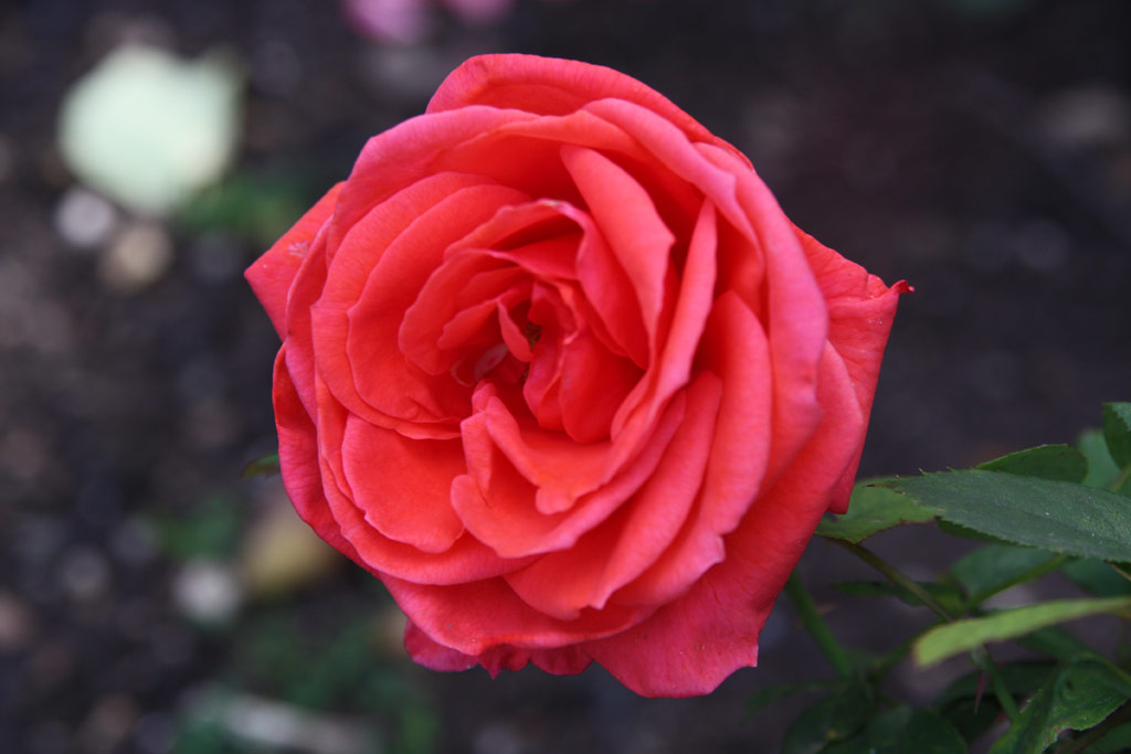 růže Stadt Rosenheim