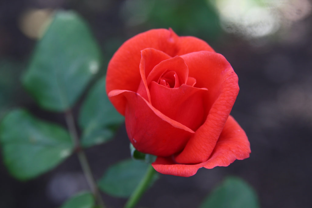 růže Stadt Rosenheim