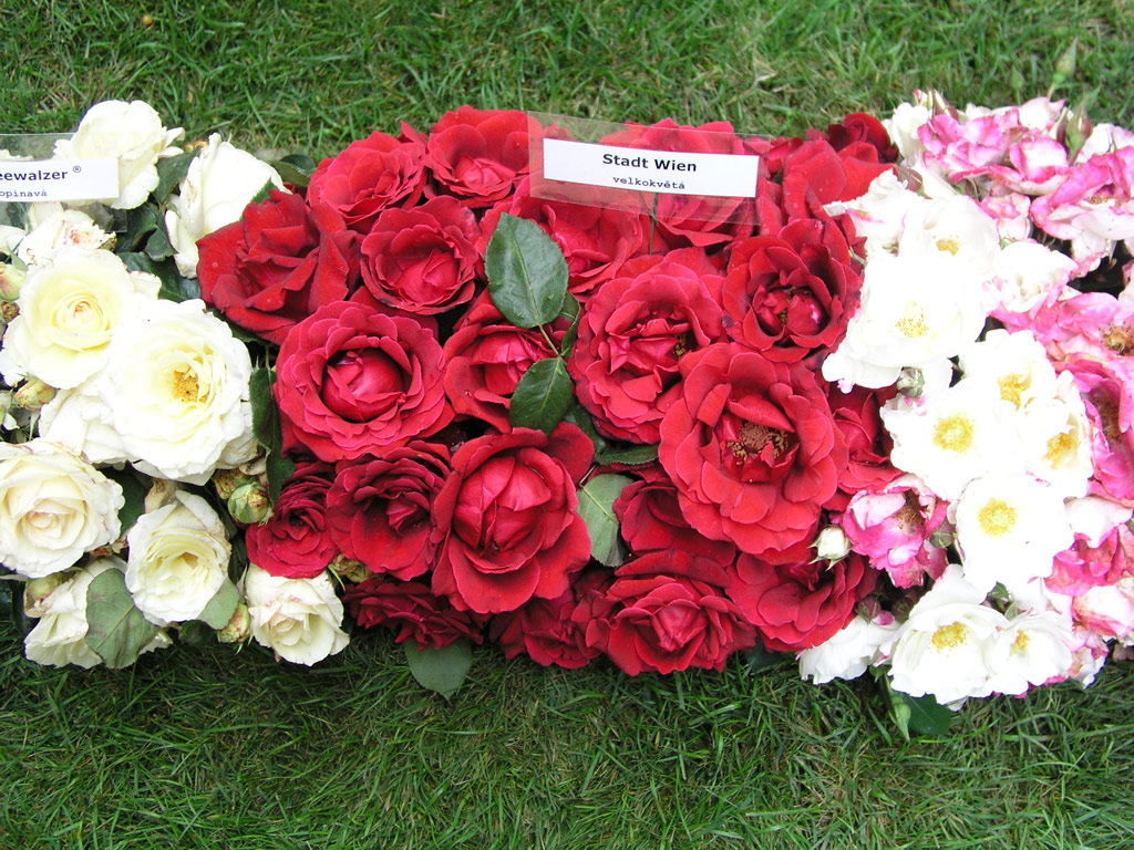 růže Stadt Wien