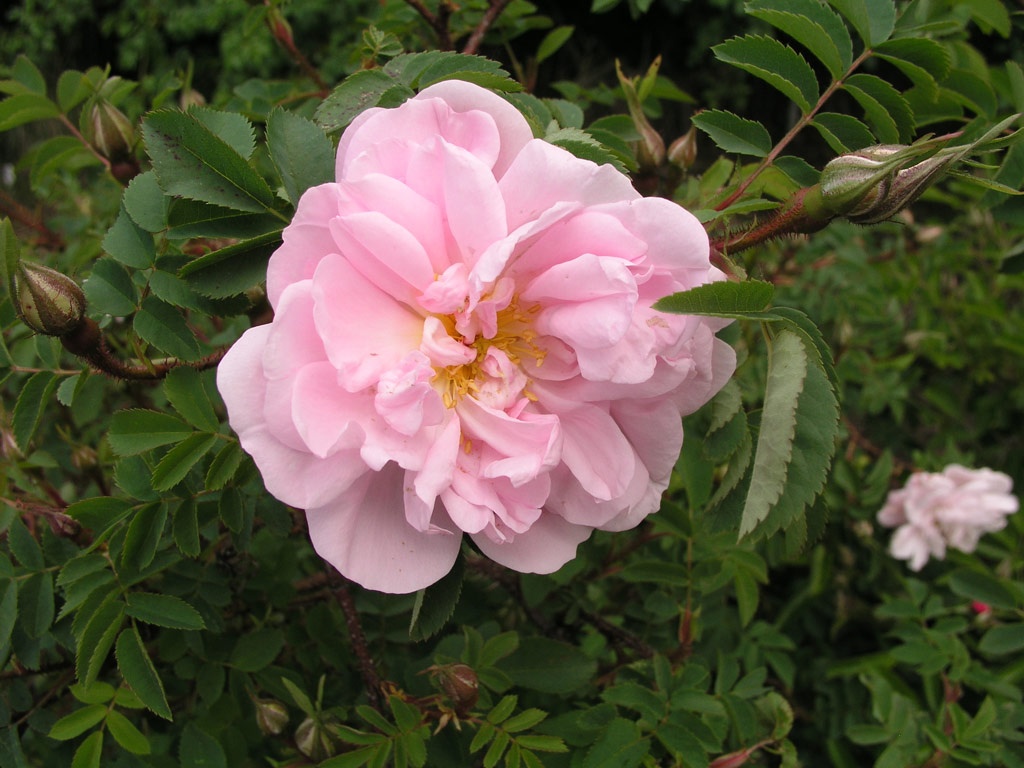 růže Stanwell Perpetual