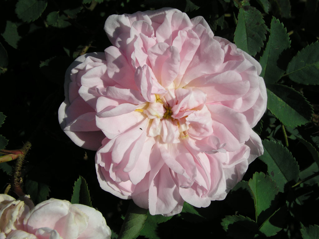 růže Stanwell Perpetual