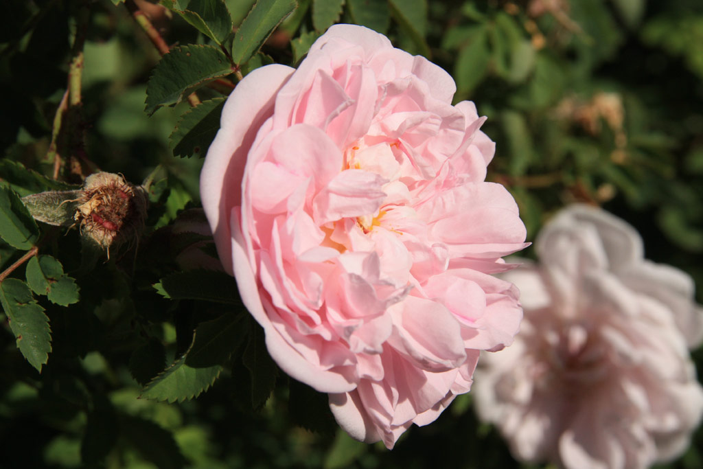 růže Stanwell Perpetual