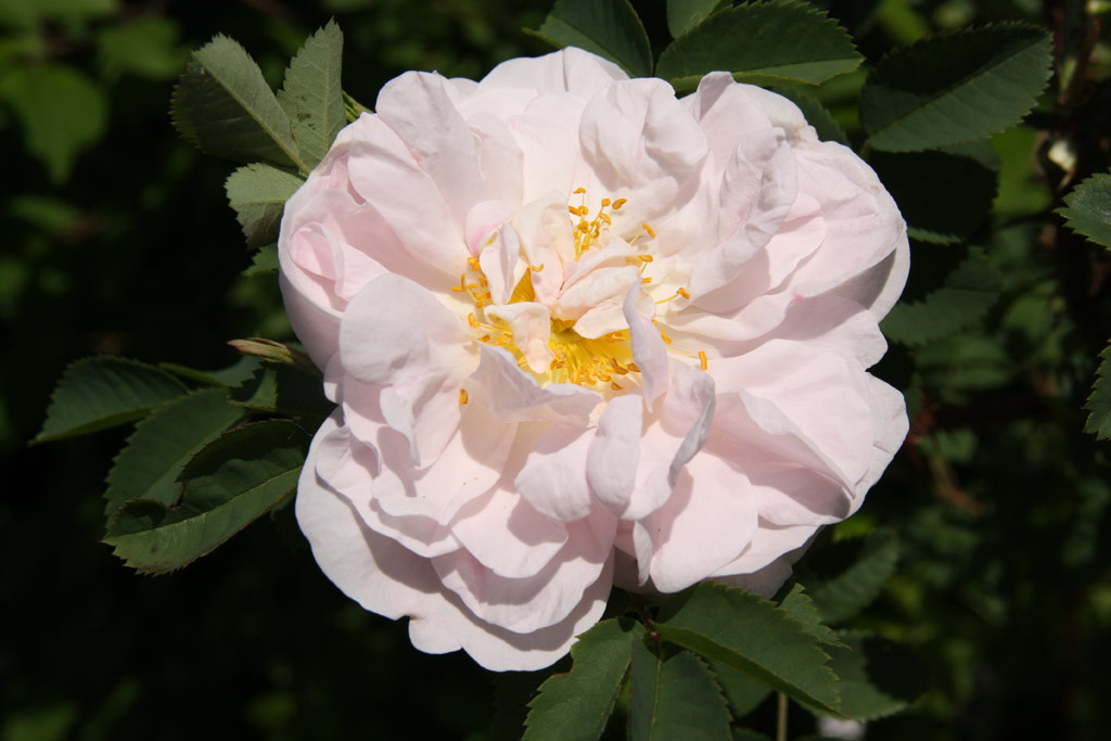 růže Stanwell Perpetual