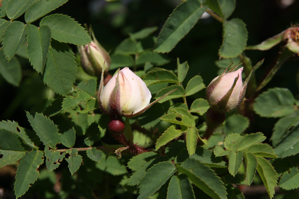růže Stanwell Perpetual