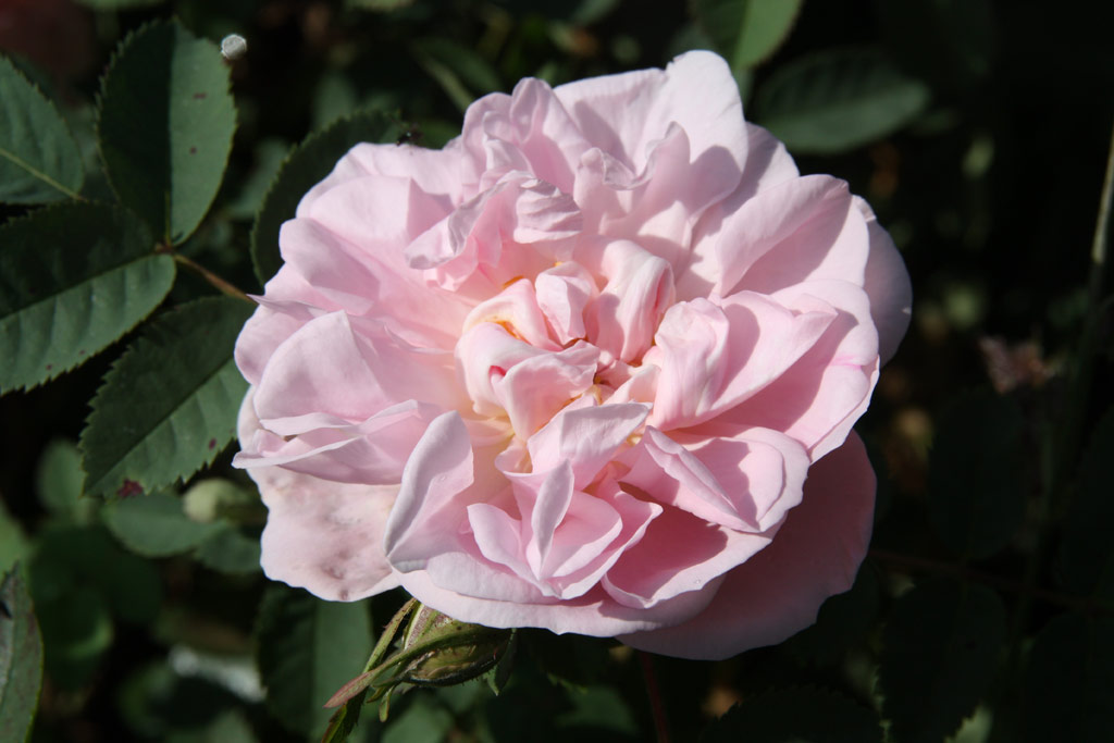 růže Stanwell Perpetual