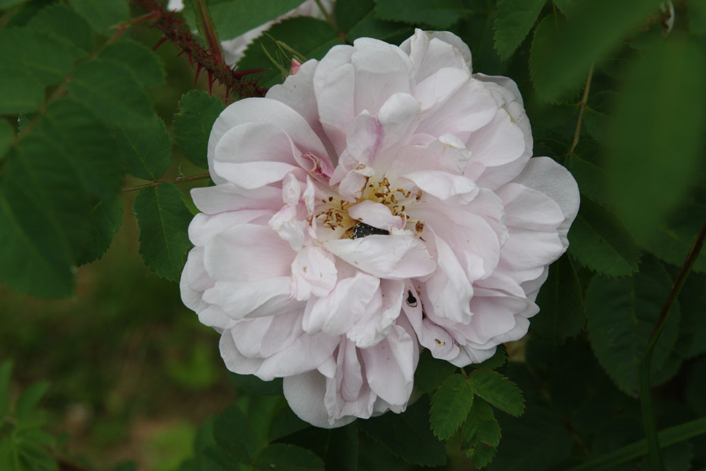 růže Stanwell Perpetual