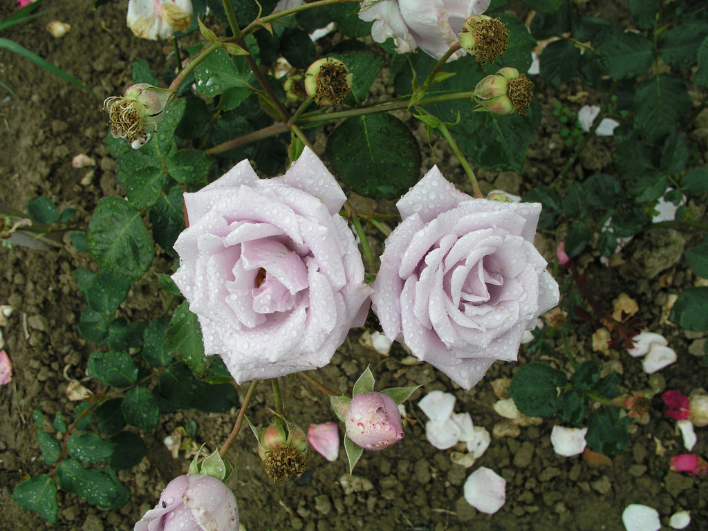 růže Sterling Silver