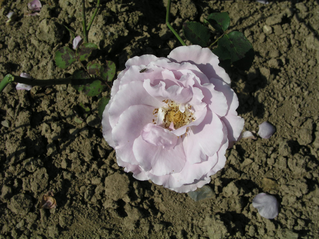 růže Sterling Silver