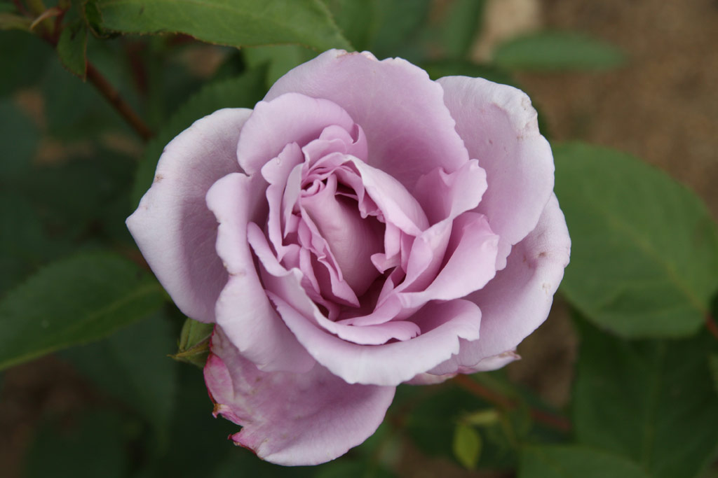 růže Sterling Silver