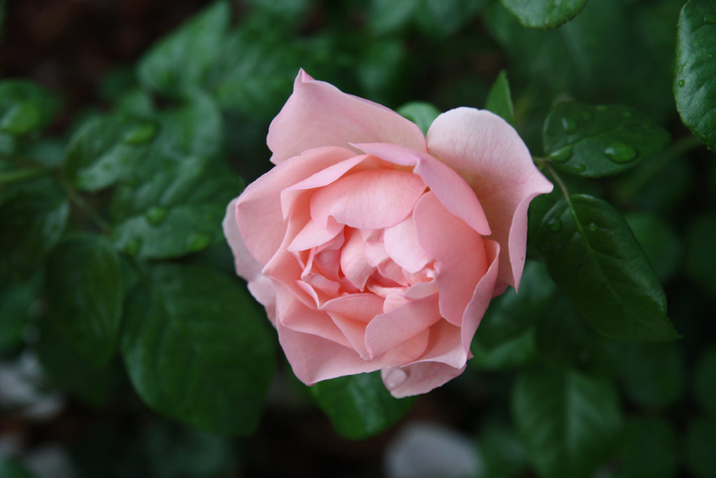 růže Strawberry Hill