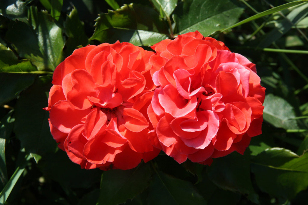 růže Strombergzauber