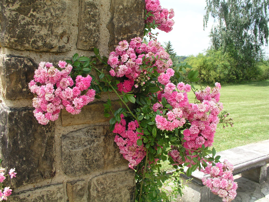 růže Super Dorothy