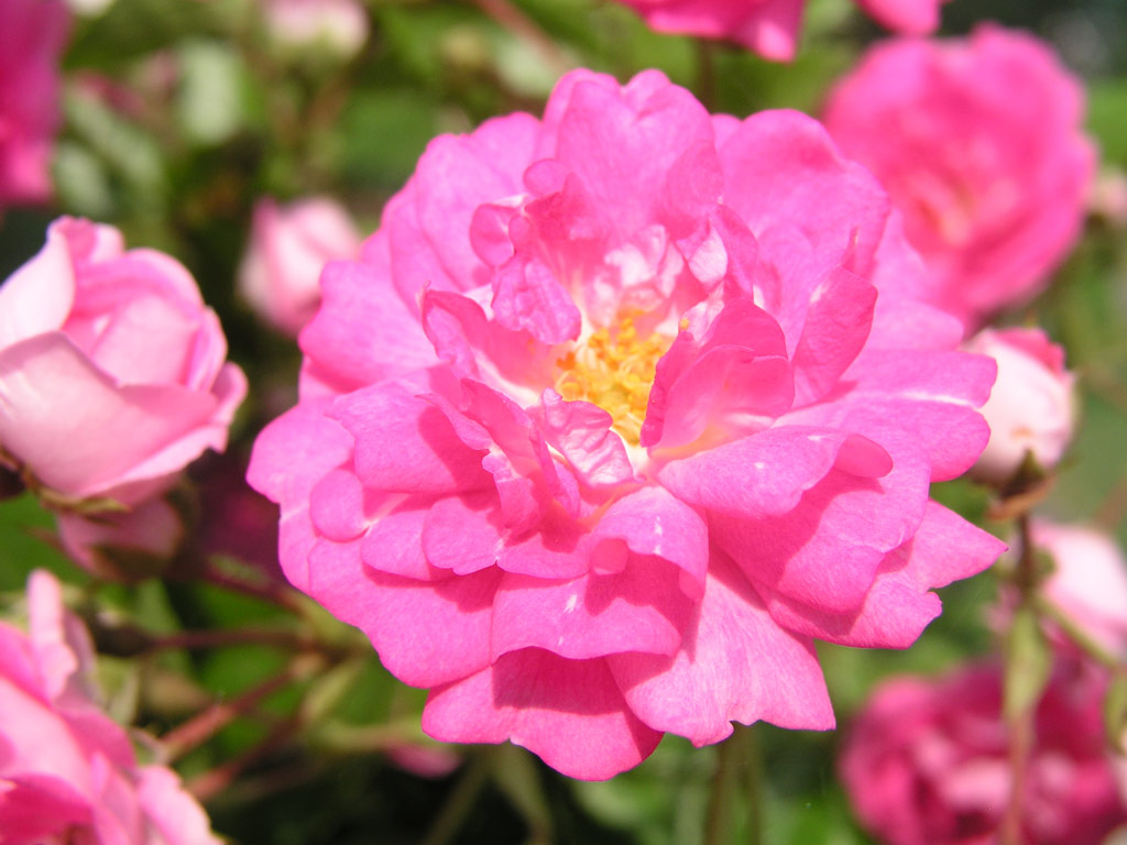 růže Super Dorothy