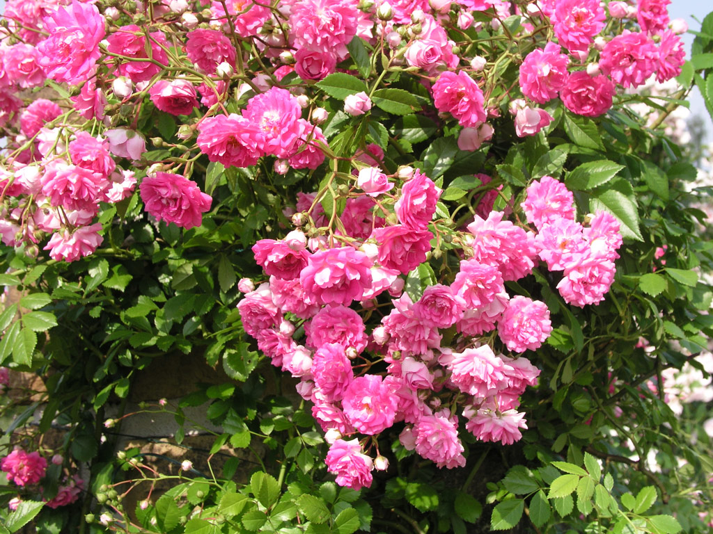 růže Super Dorothy