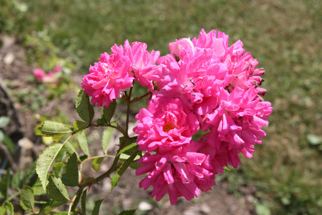 růže Super Dorothy