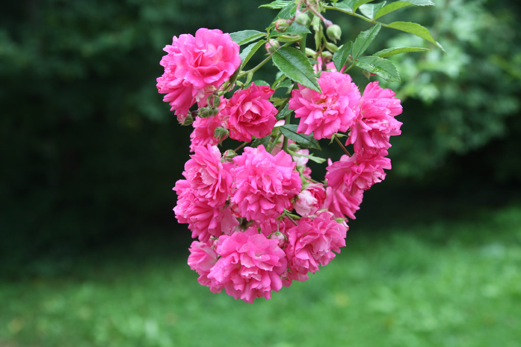 růže Super Dorothy