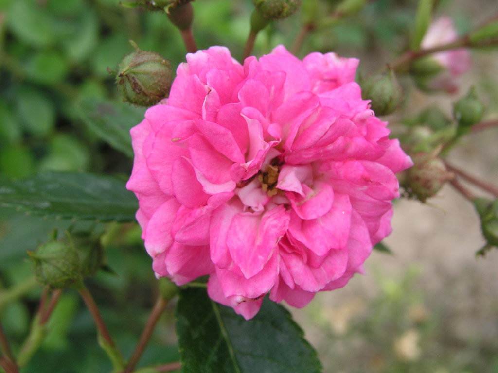 růže Super Dorothy