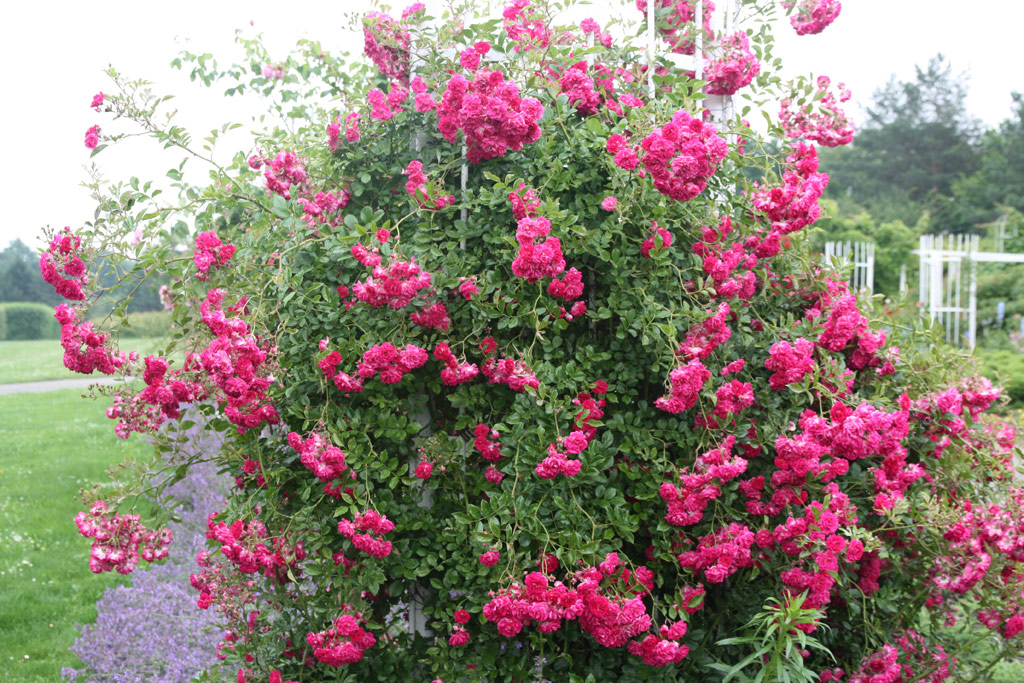 růže Super Excelsa