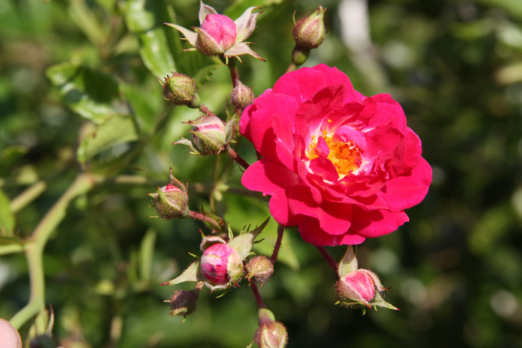 růže Super Excelsa