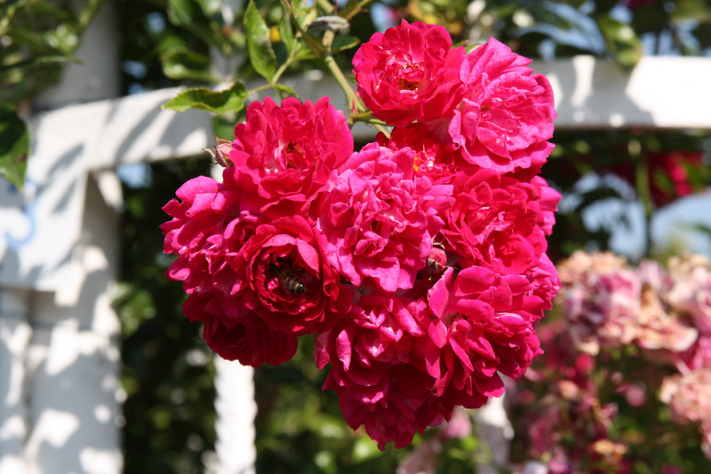 růže Super Excelsa