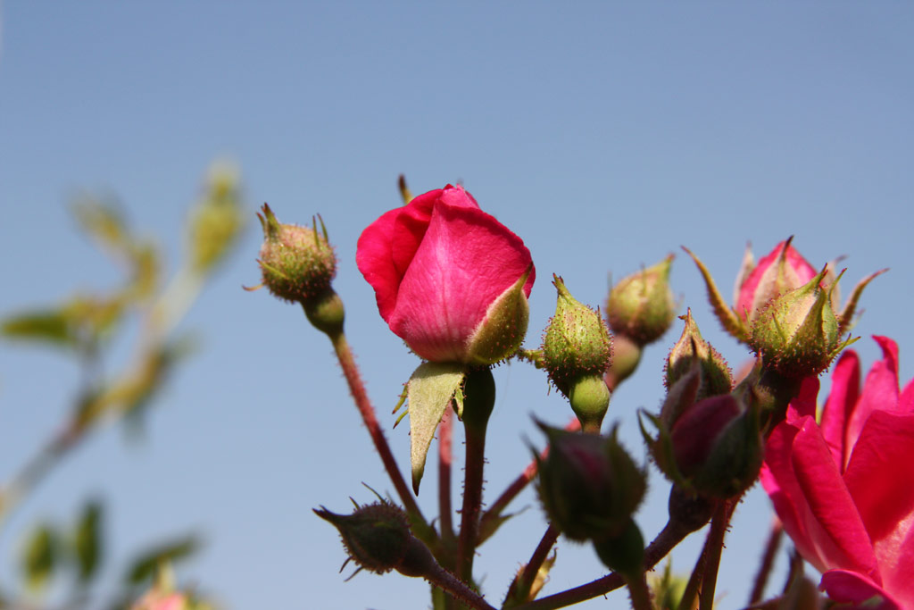 růže Super Excelsa