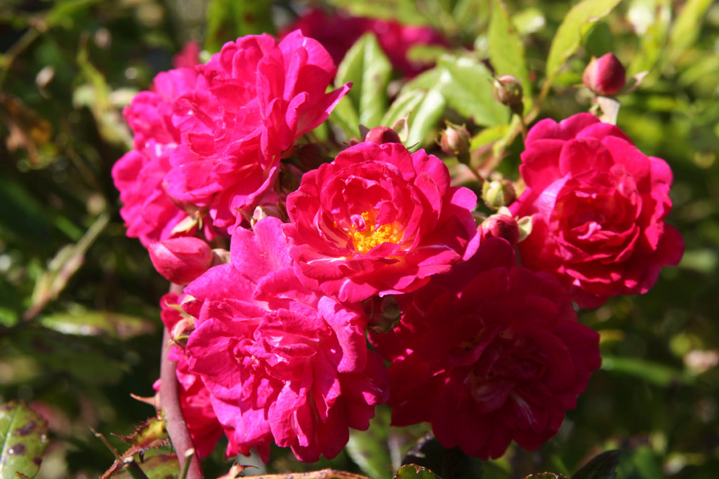 růže Super Excelsa