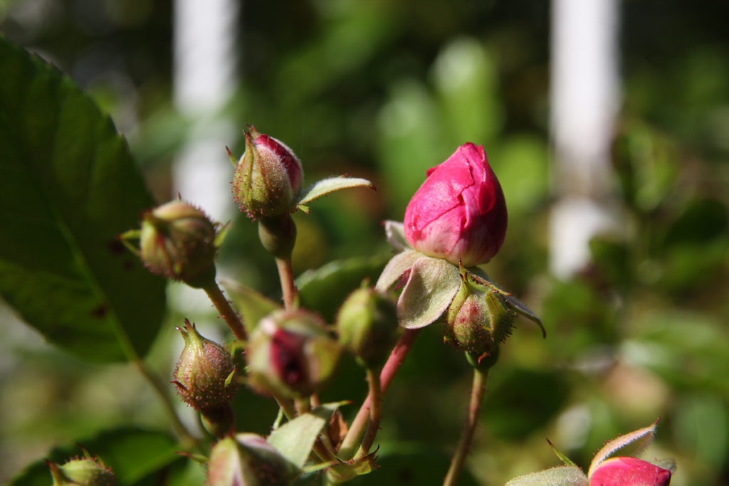 růže Super Excelsa