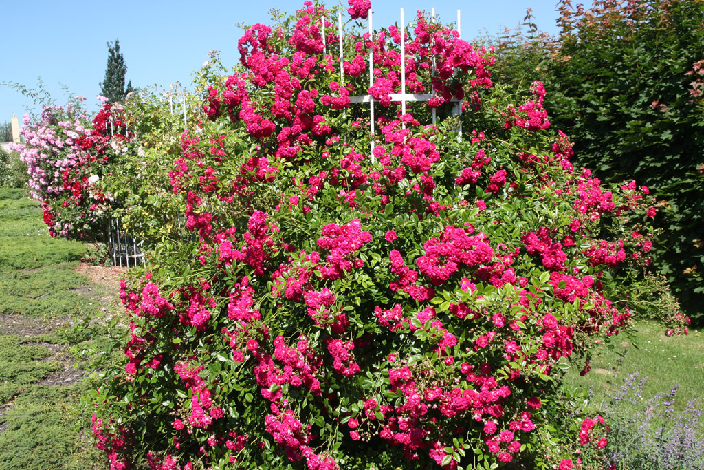 růže Super Excelsa