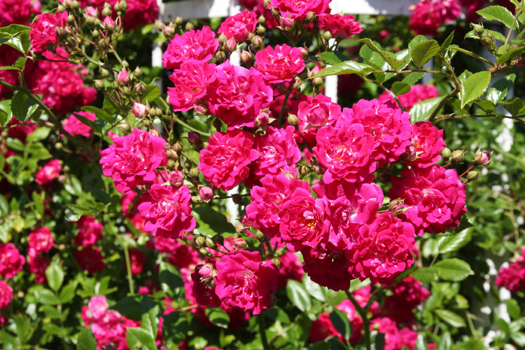 růže Super Excelsa