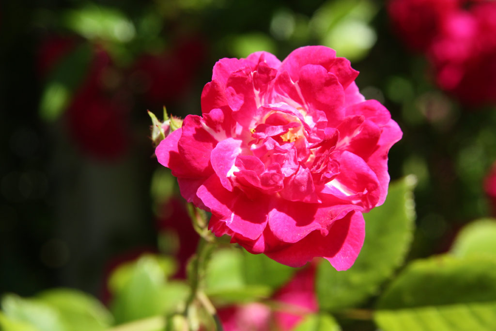 růže Super Excelsa