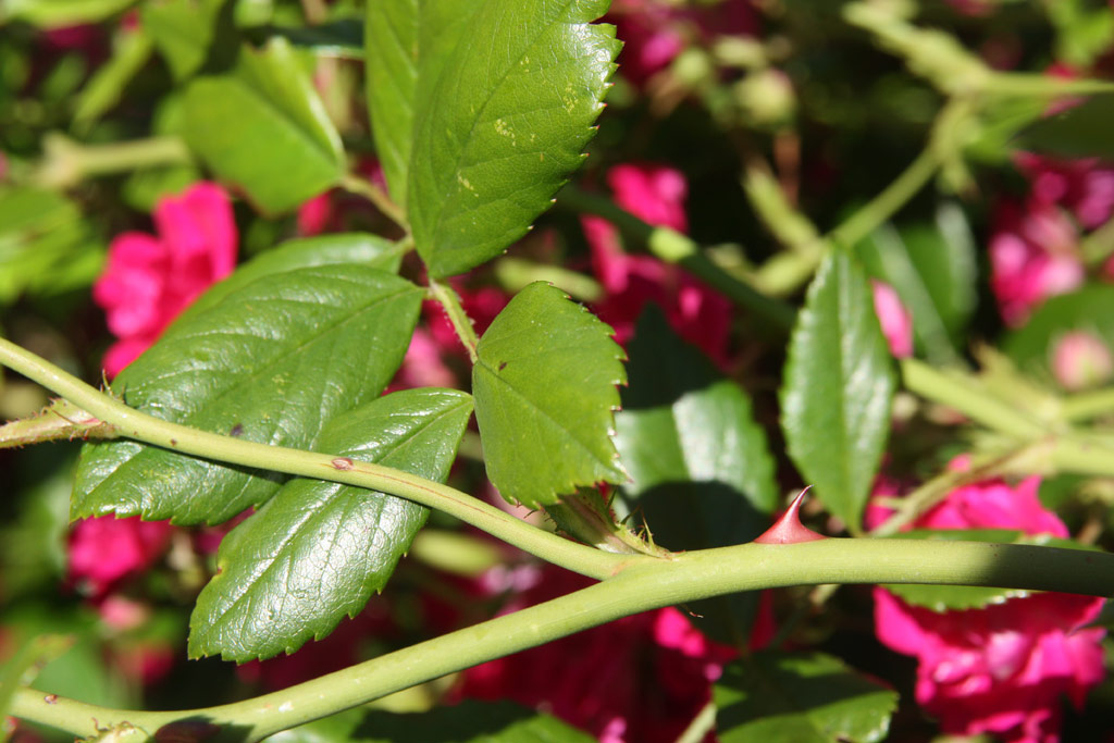 růže Super Excelsa